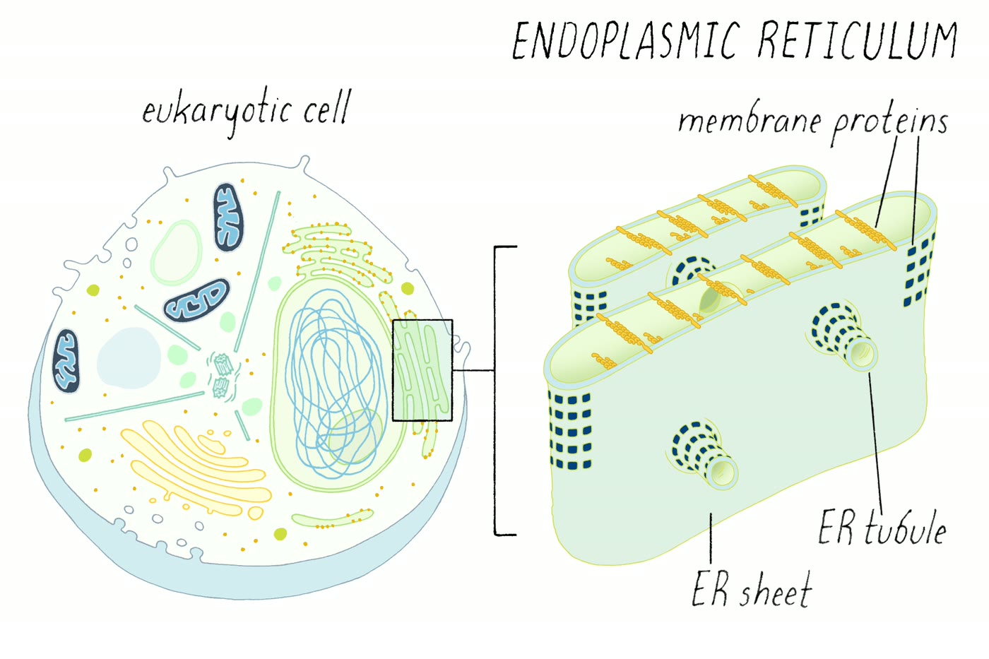 Ilustração anatômica: Retículo endoplasmático (Endoplasmic Reticulum)