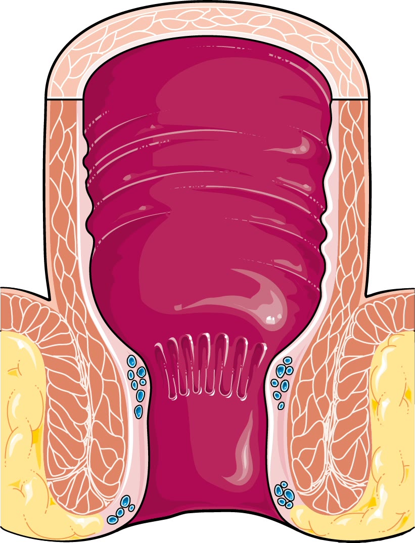Ilustração anatômica: Reto (Rectum)