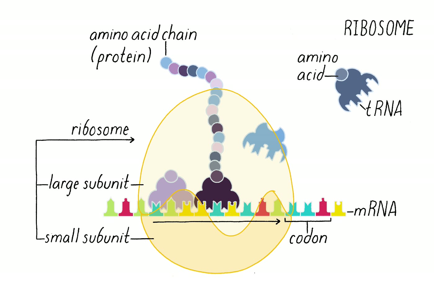 Ilustração anatômica: Ribossomo (Ribosomes)