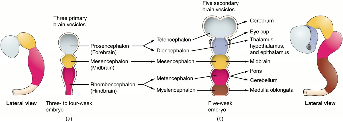 Ilustração anatômica: Rombencéfalo (Rhombencephalon)