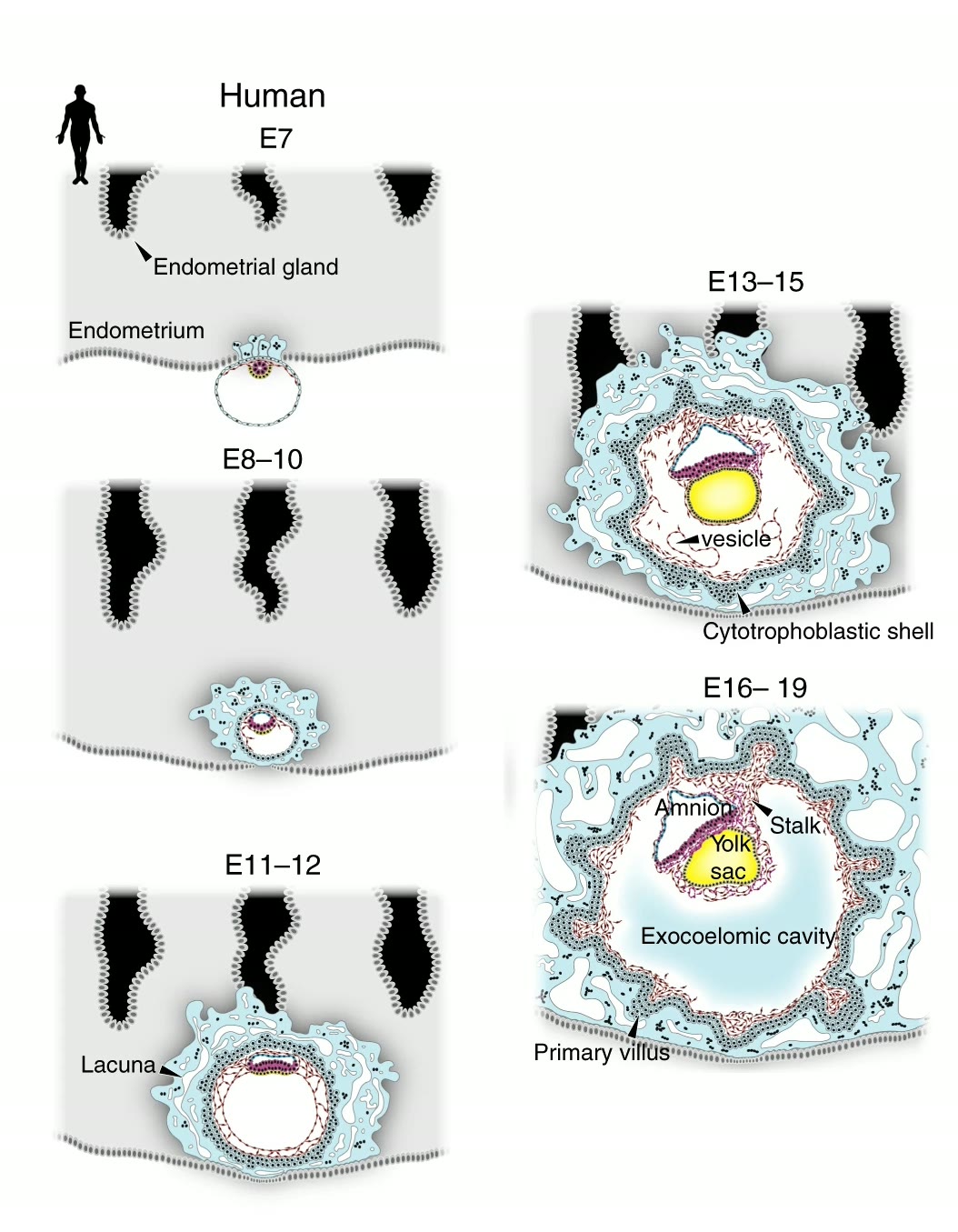 Ilustração anatômica: Saco vitelino (Yolk Sac)