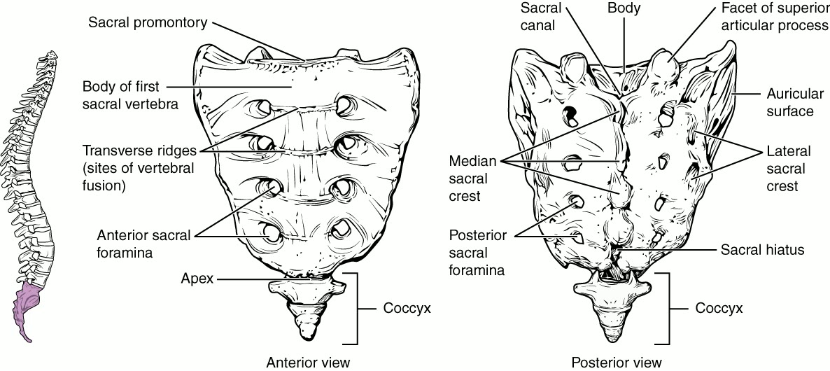 Ilustração anatômica: Sacro (Sacrum)