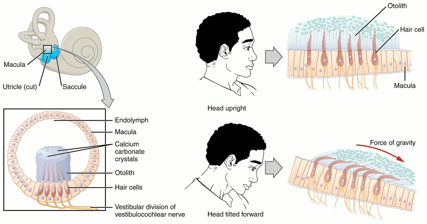 Utrículo e sáculo com a mácula, em corte, mostrando as células ciliadas, a membrana otolítica e os otólitos