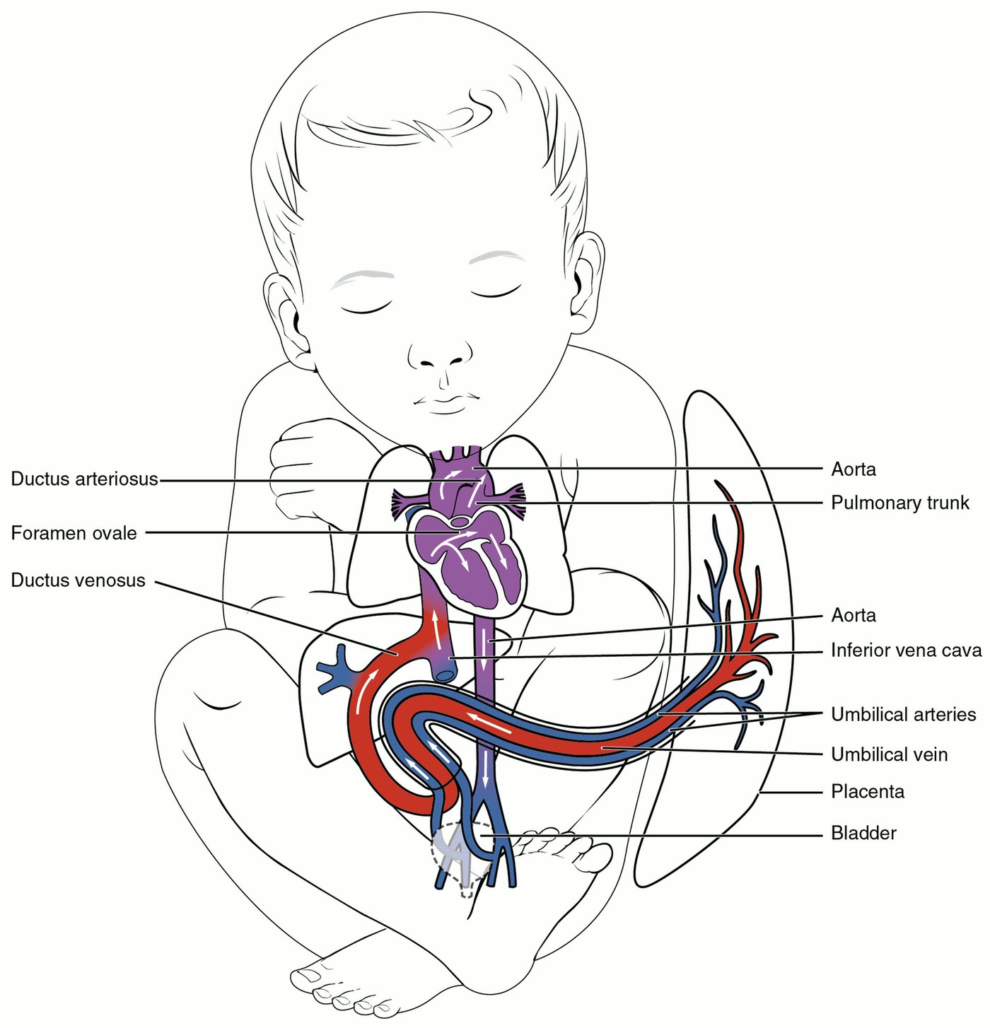 Ilustração anatômica: Sangue fetal (Fetal Blood)