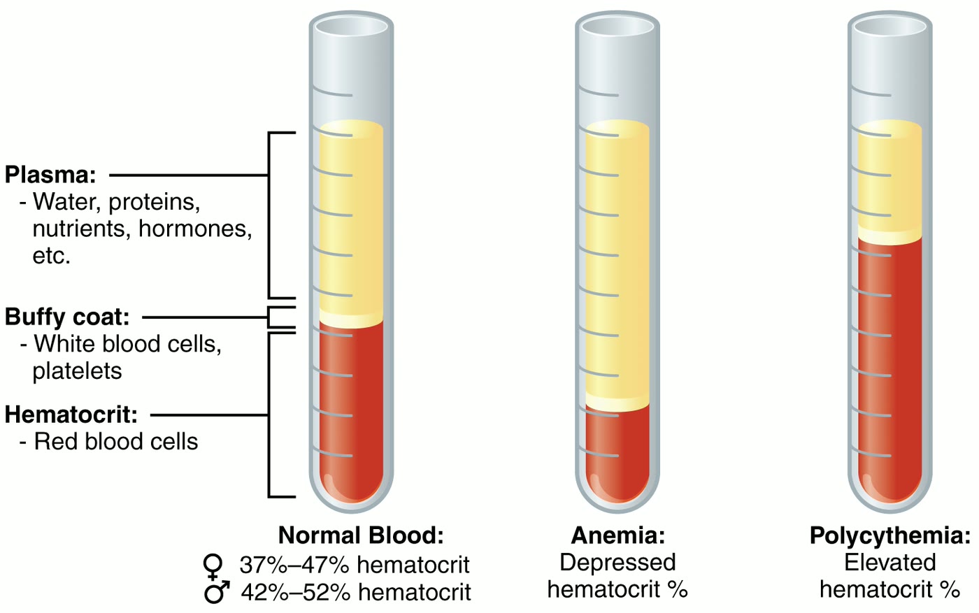 Ilustração anatômica: Sangue (Blood)