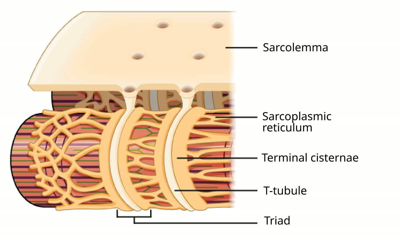 Ilustração anatômica: Sarcolema (Sarcolemma)