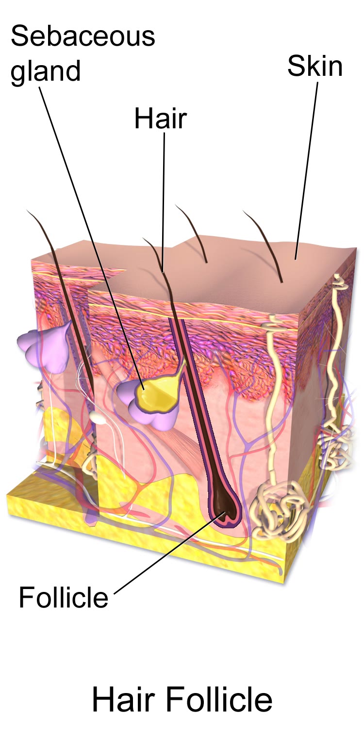 Ilustração anatômica: Sebo (Sebum)
