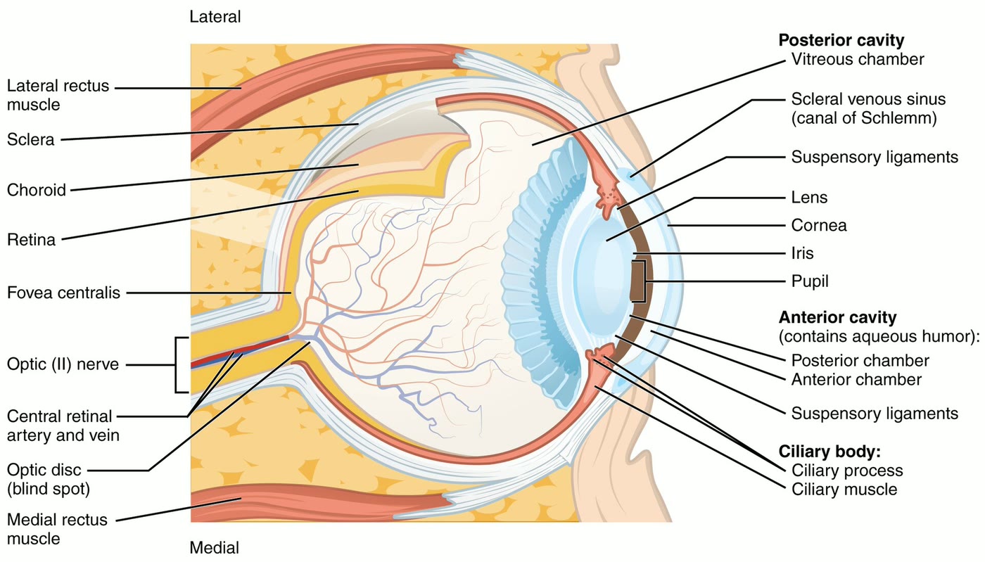 Ilustração anatômica: Segmento anterior do olho (Anterior Eye Segment)