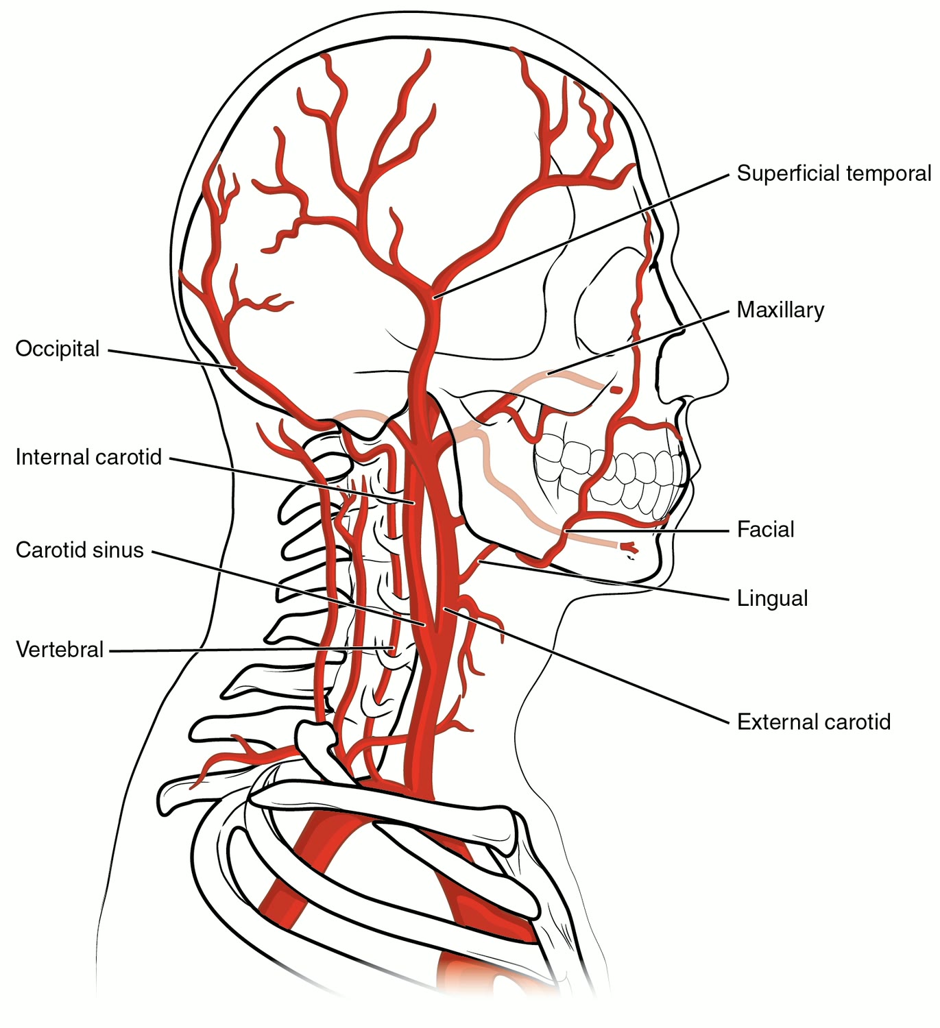 Ilustração anatômica: Seio carótico (Carotid Sinus)