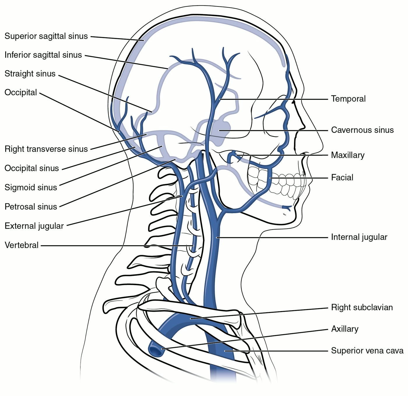 Ilustração anatômica: Seio cavernoso (Cavernous Sinus)