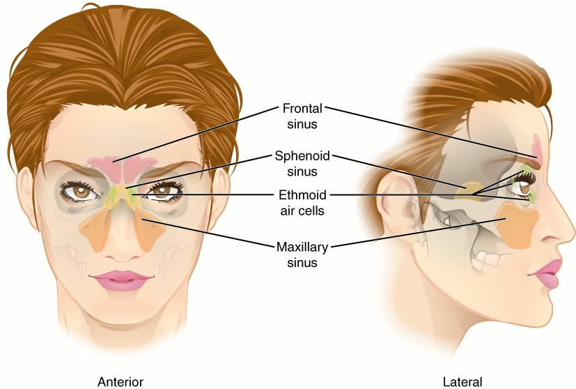 Ilustração anatômica: Seio maxilar (Maxillary Sinus)