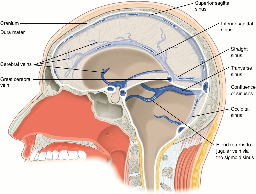 Ilustração anatômica: Seios venosos da dura-máter (Cranial Sinuses)