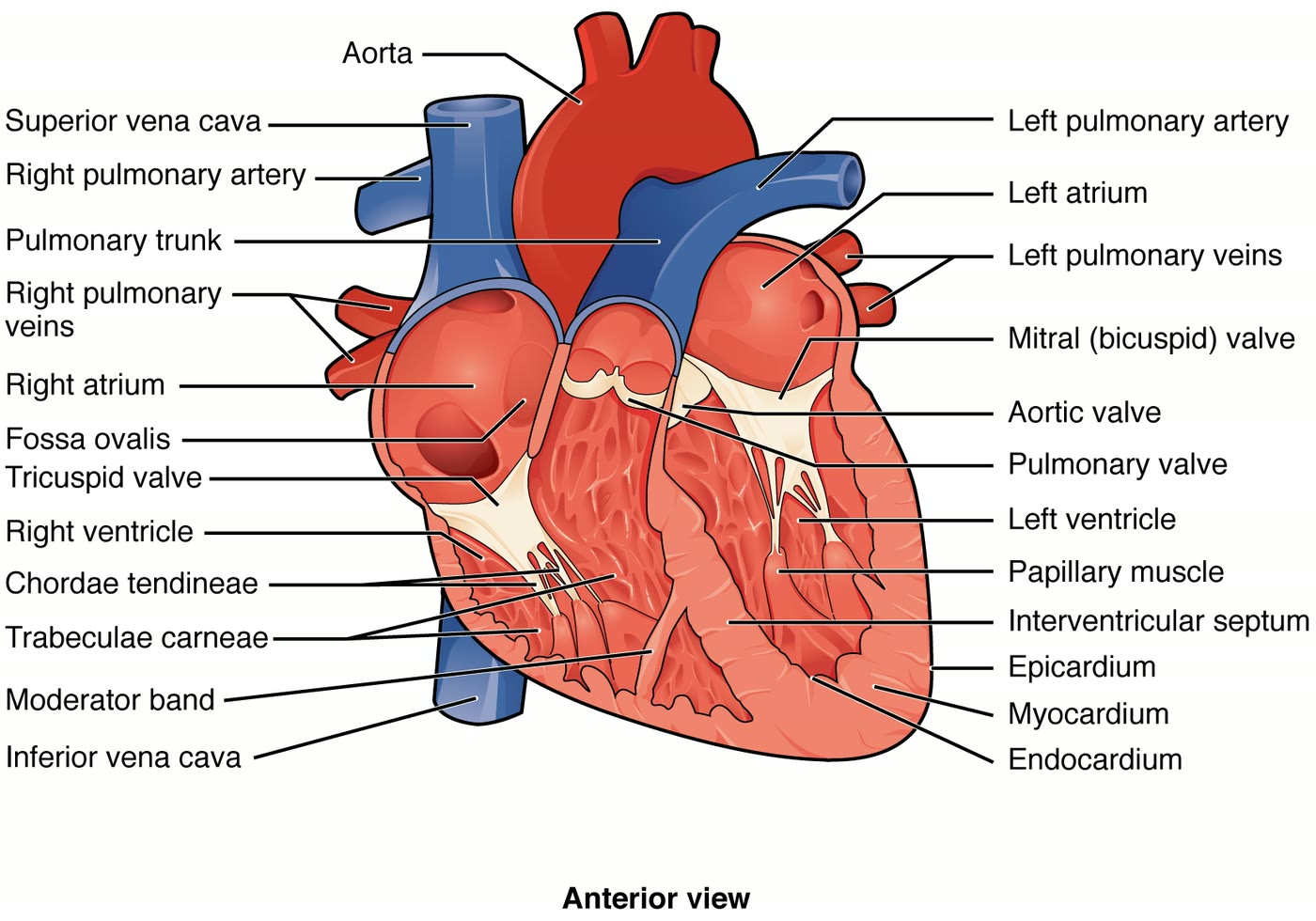 Ilustração anatômica: Septo interventricular (Ventricular Septum)