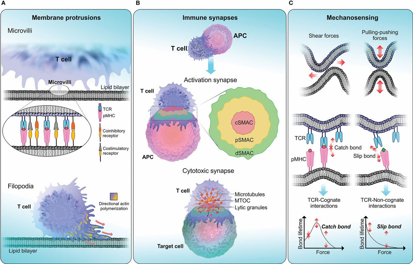 Ilustração anatômica: Sinapse imunológica (Immunological Synapses)