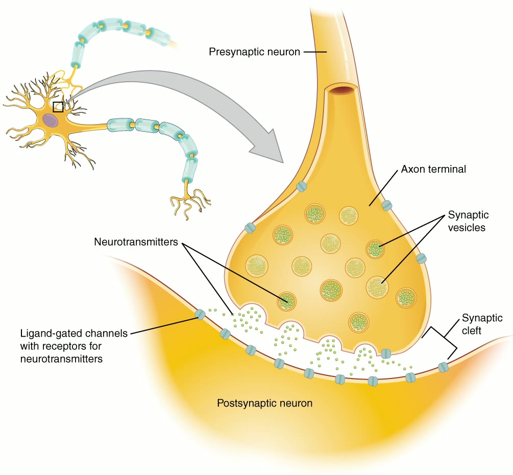 Ilustração anatômica: Sinapse (Synapses)
