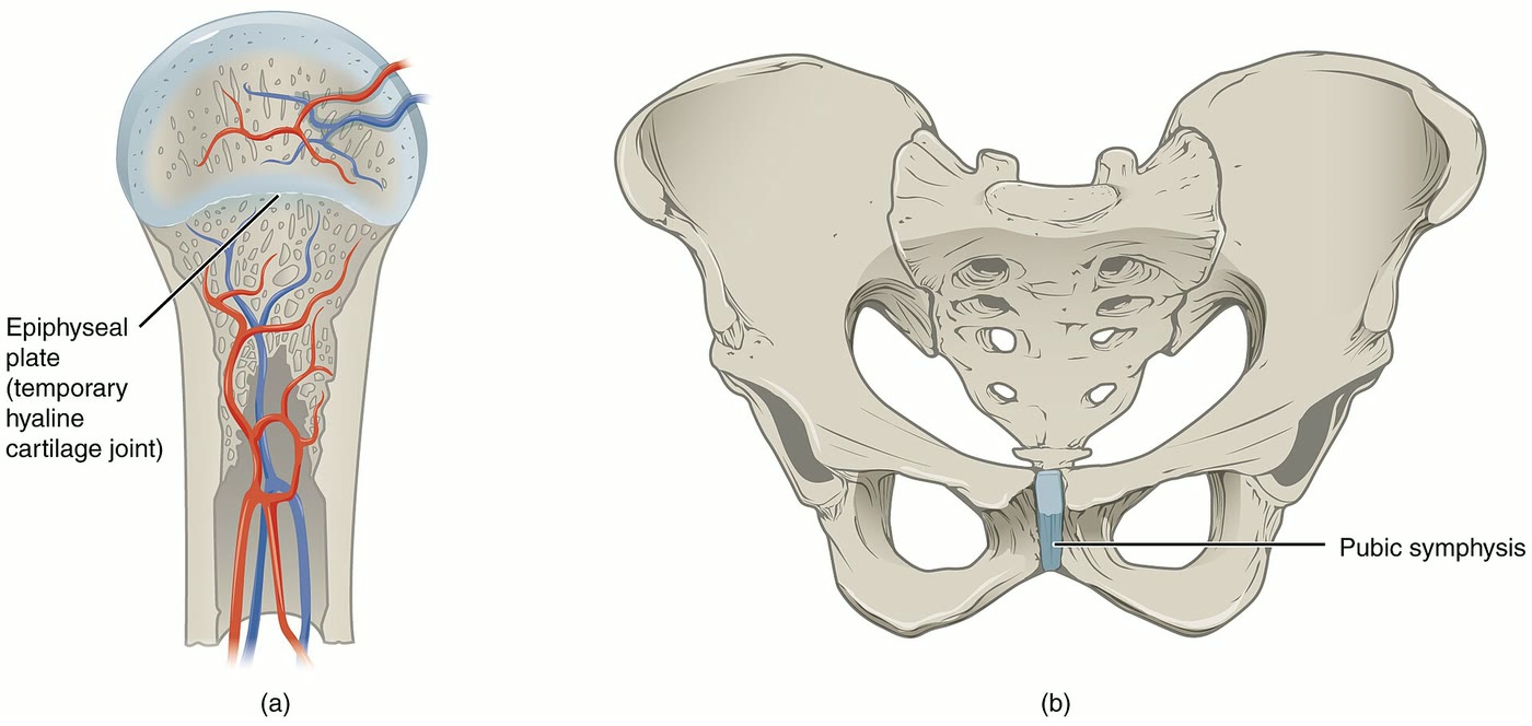 Ilustração anatômica: Sínfise púbica (Pubic Symphysis)