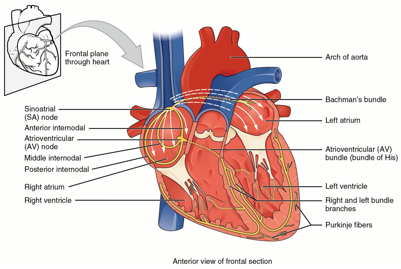 Ilustração anatômica: Sistema de condução do coração (Heart Conduction System)