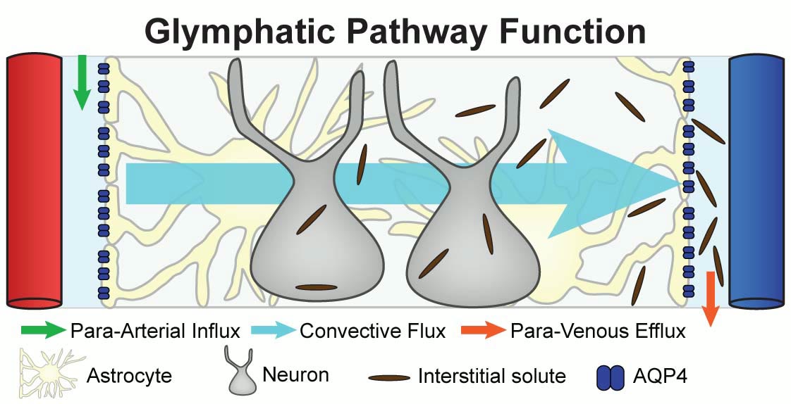 Ilustração anatômica: Sistema glinfático (Glymphatic System)
