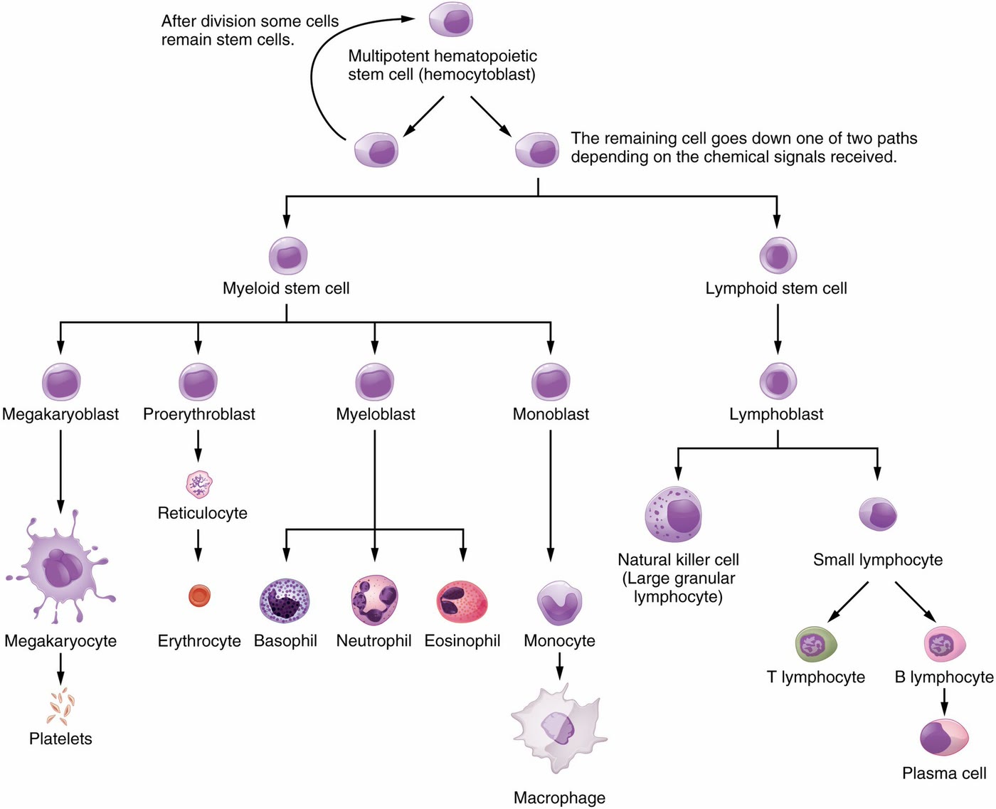 Ilustração anatômica: Sistema hematopoético (Hematopoietic System)