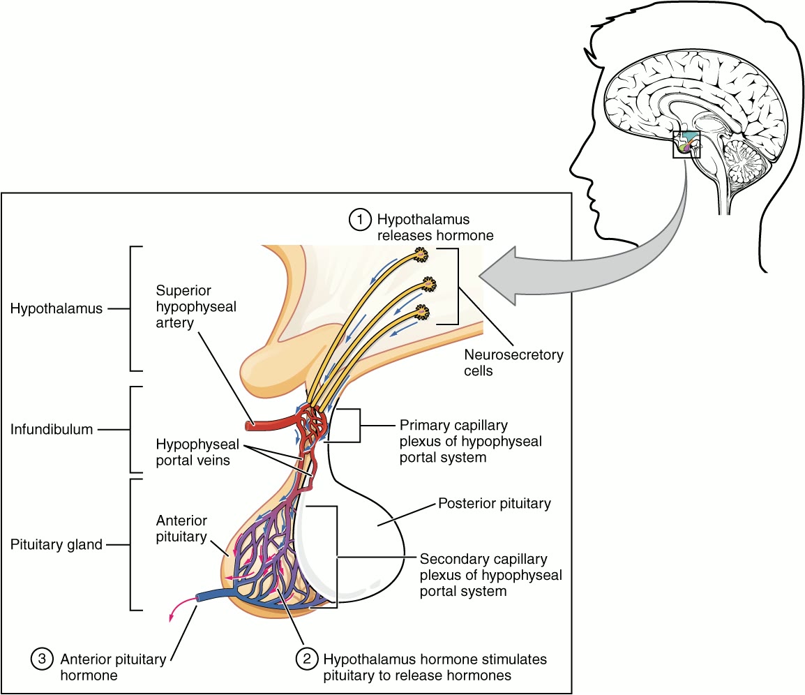 Ilustração anatômica: Sistema hipotálamo-hipofisário (Hypothalamo-Hypophyseal System)
