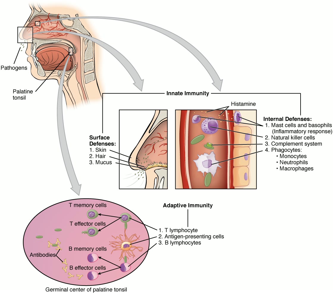 Ilustração anatômica: Sistema imunológico (Immune System)
