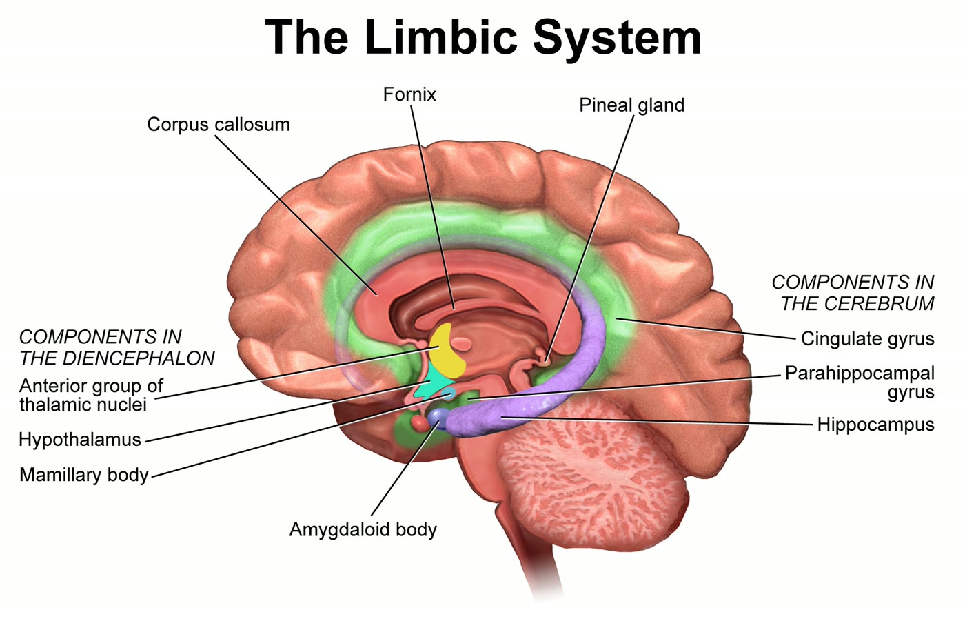 Ilustração anatômica: Sistema límbico (Limbic System)