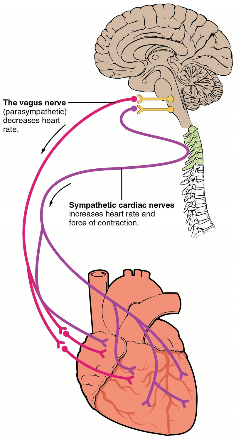 Ilustração anatômica: Sistema nervoso autônomo (Autonomic Nervous System)