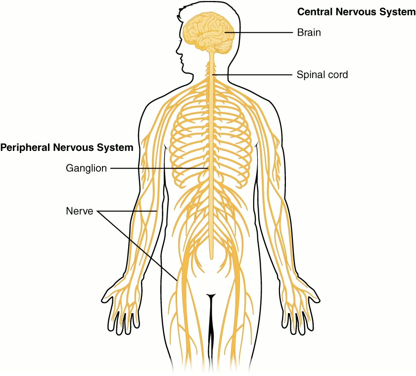 Ilustração anatômica: Sistema nervoso central (Central Nervous System)