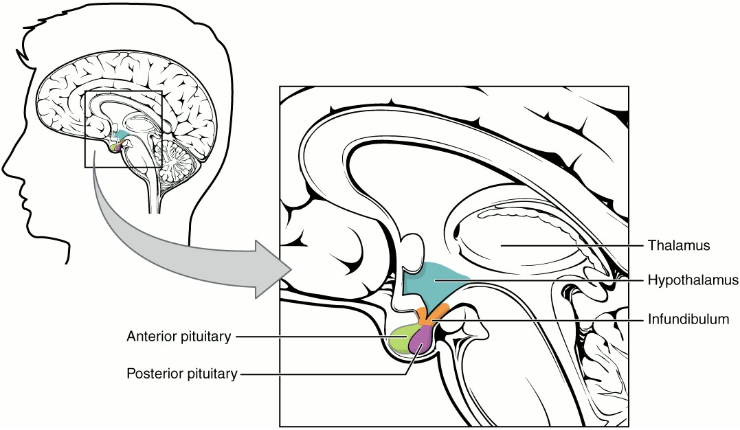 Ilustração anatômica: Sistema neurossecretor (Neurosecretory Systems)