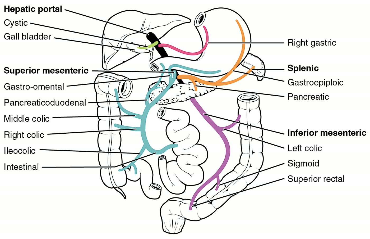 Ilustração anatômica: Sistema porta (Portal System)
