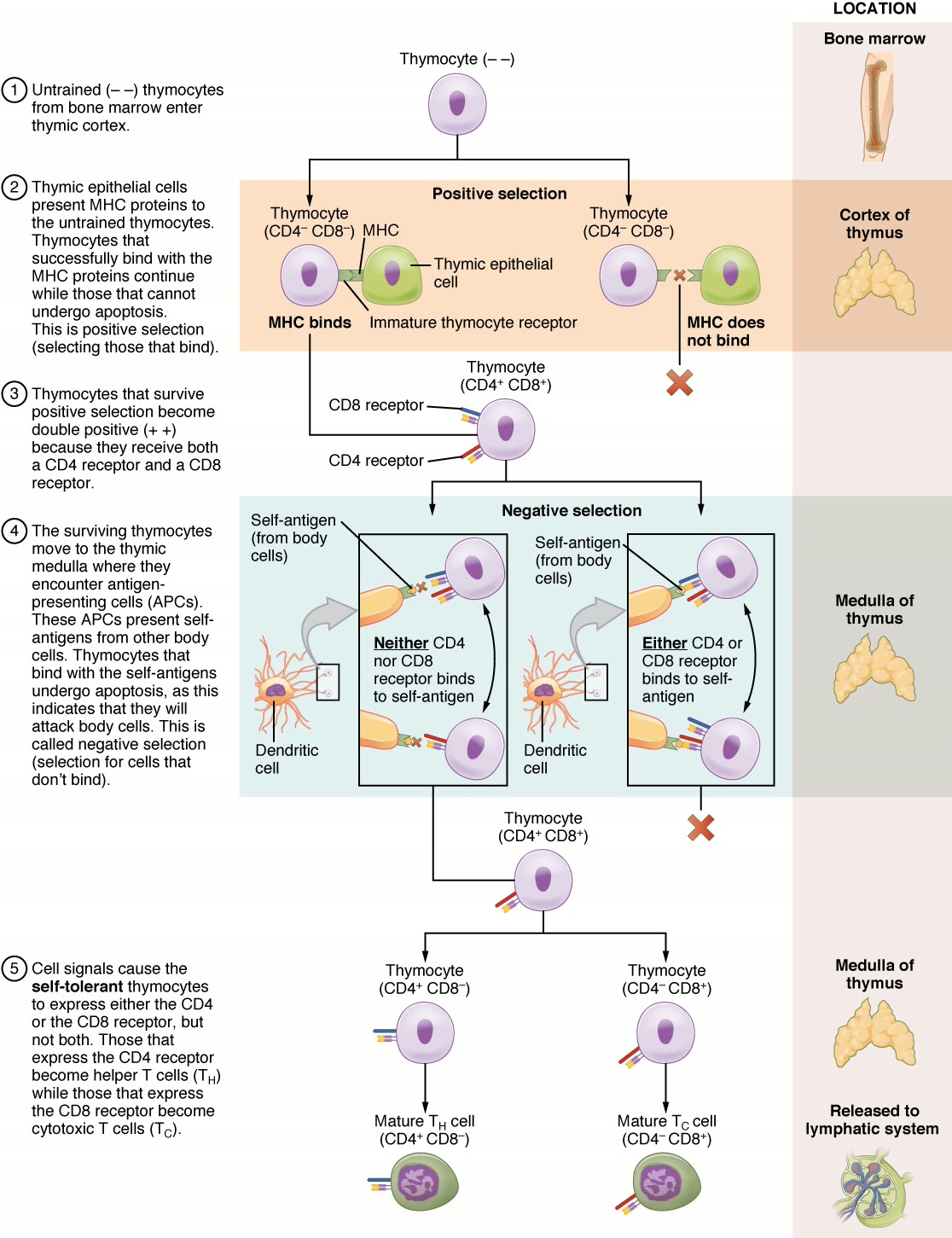 Ilustração anatômica: Subpopulações de linfócitos T (T-Lymphocyte Subsets)
