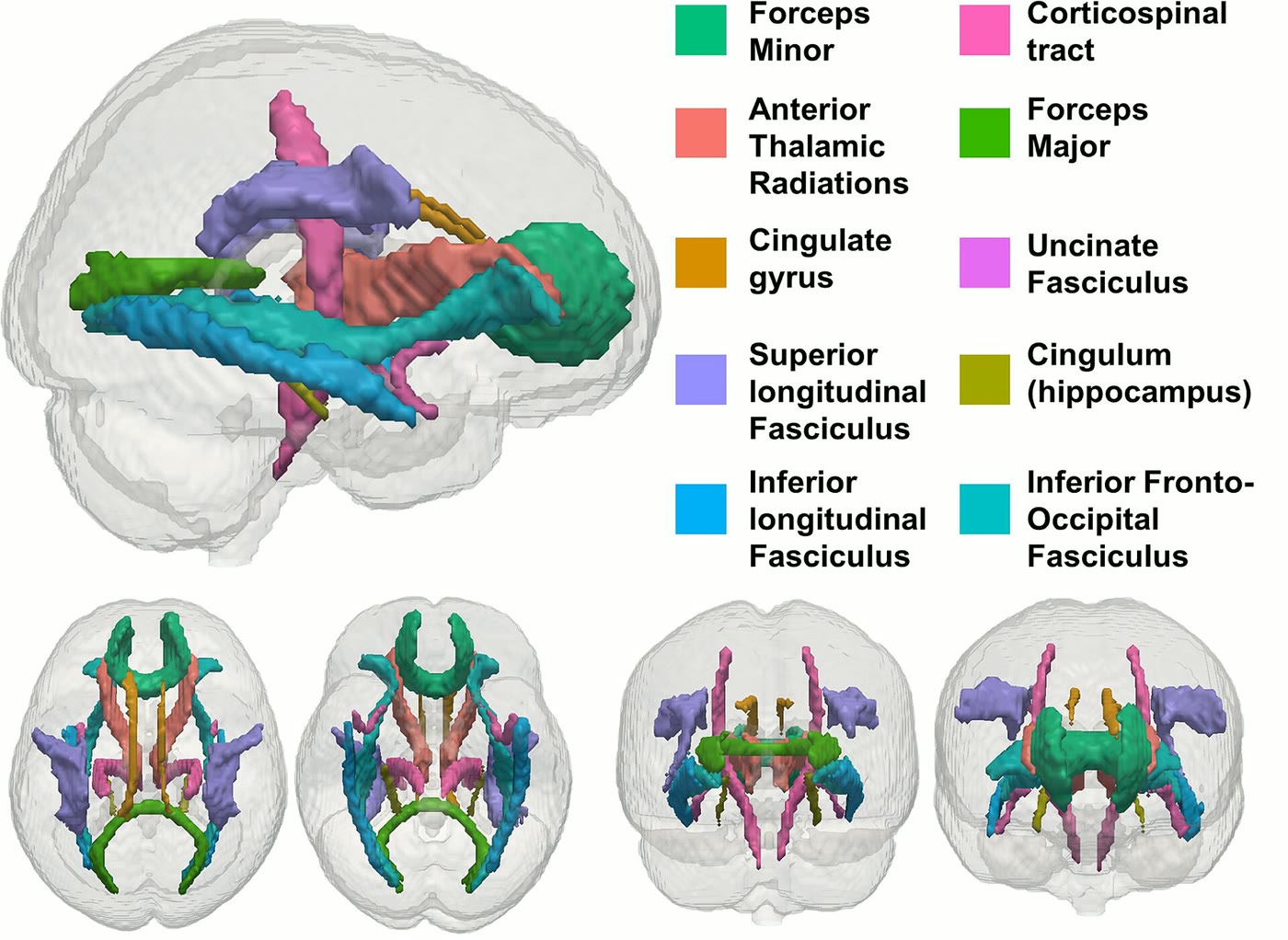 Ilustração anatômica: Substância branca (White Matter)