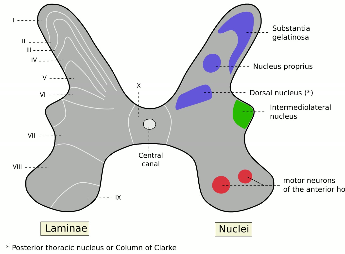 Ilustração anatômica: Substância gelatinosa (Substantia Gelatinosa)