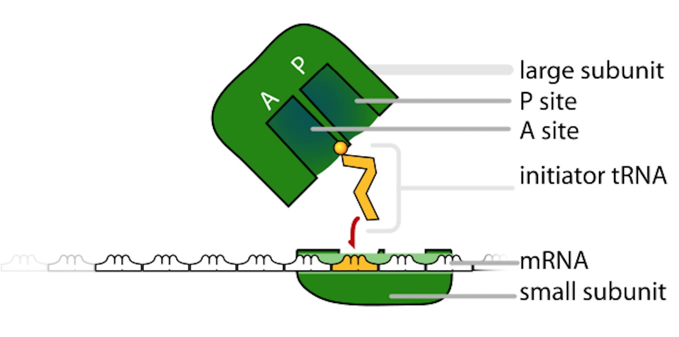 Ilustração anatômica: Subunidade ribossômica (Ribosome Subunits)