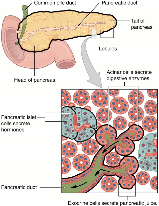 Esquema do pâncreas exócrino, com os ácinos que produzem o suco pancreático e o ducto que o leva ao duodeno