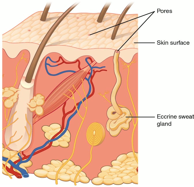 Ilustração anatômica: Suor (Sweat)