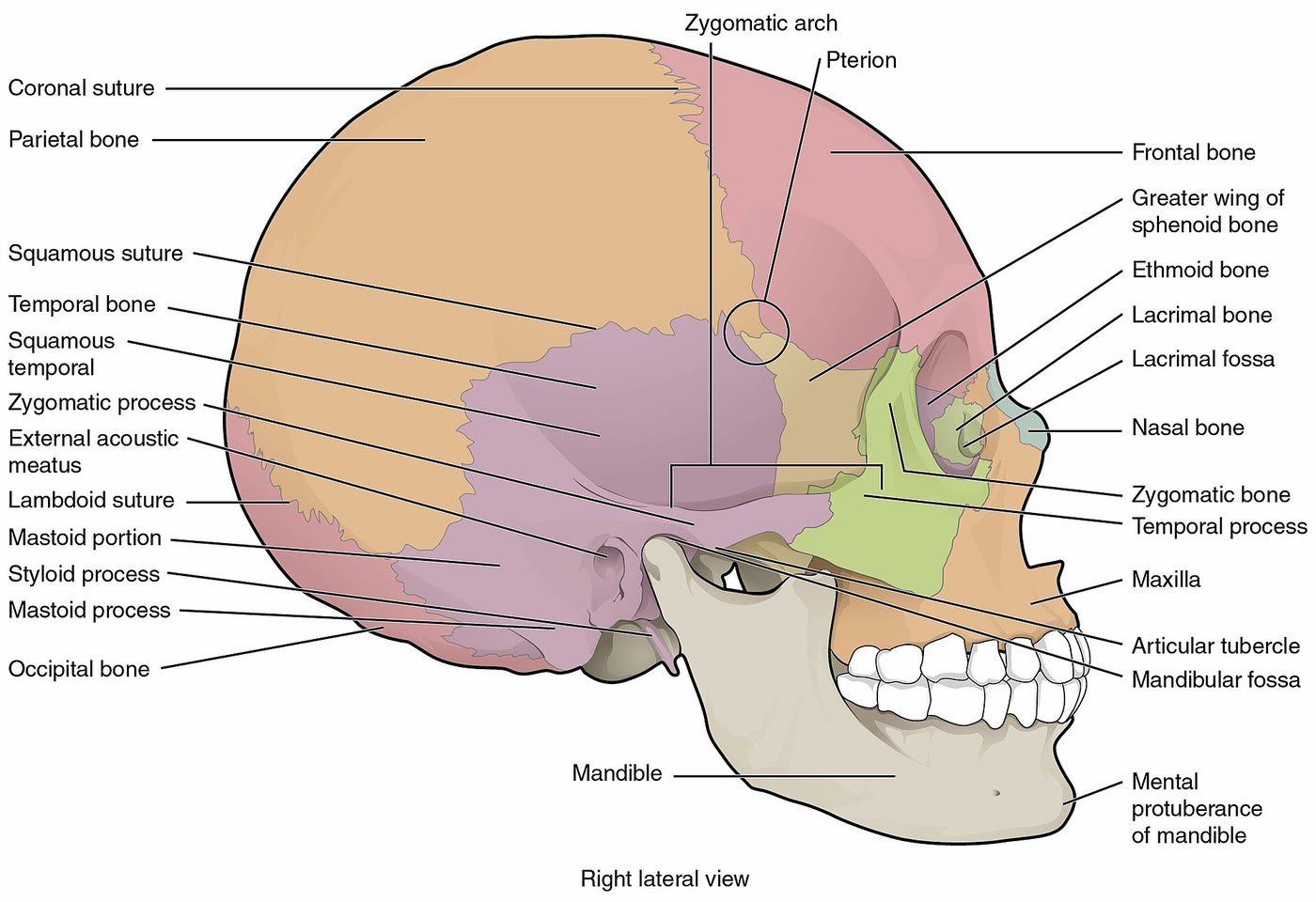 Ilustração anatômica: Suturas cranianas (Cranial Sutures)