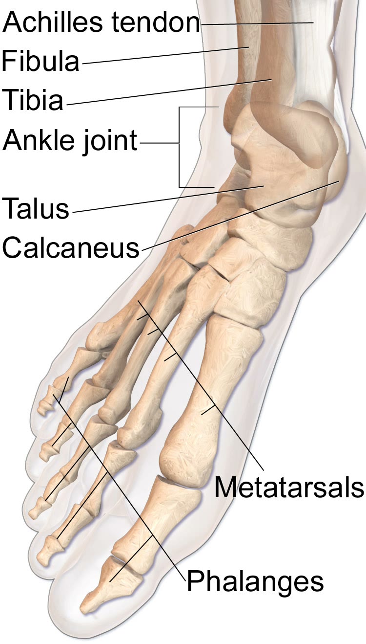 Ilustração anatômica: Tálus (Talus)