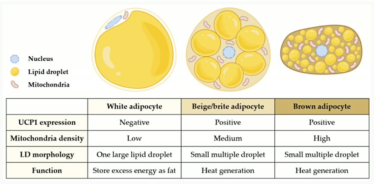 Ilustração anatômica: Tecido adiposo bege (Adipose Tissue, Beige)