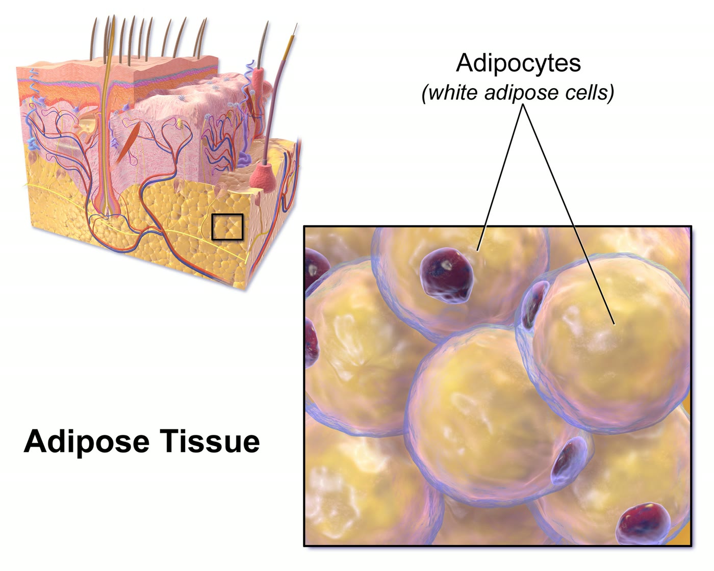 Ilustração anatômica: Tecido adiposo branco (Adipose Tissue, White)