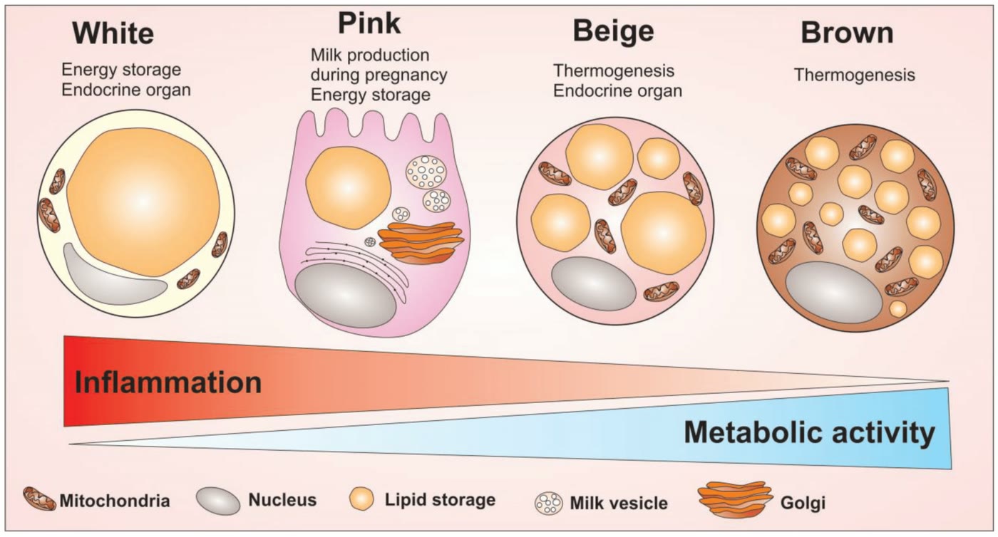 Ilustração anatômica: Tecido adiposo marrom (Adipose Tissue, Brown)