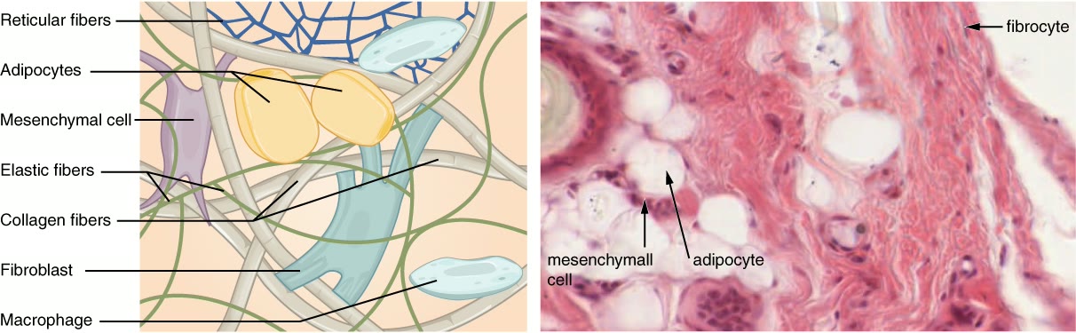 Ilustração anatômica: Tecido conjuntivo (Connective tissue)