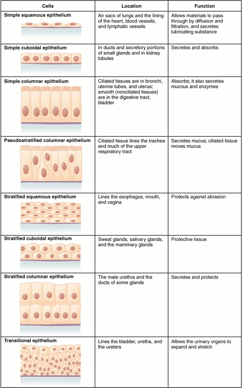 Ilustração anatômica: Tecido epitelial (Epithelium)