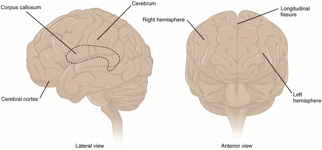 Ilustração anatômica: Telencéfalo (Telencephalon)