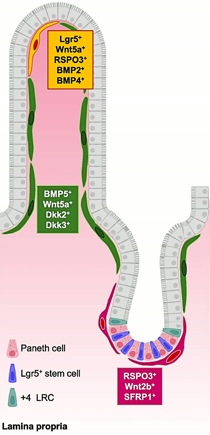 Ilustração anatômica: Telócito (Telocytes)