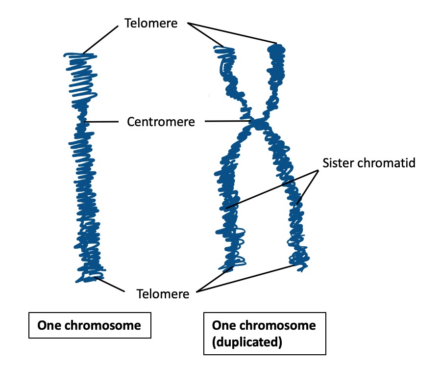 Ilustração anatômica: Telômero (Telomere)