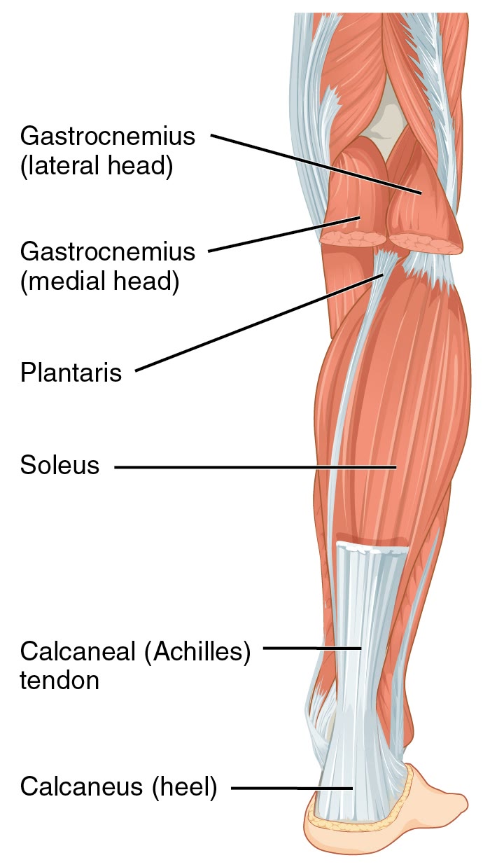 Ilustração anatômica: Tendão do calcâneo (Achilles tendon)