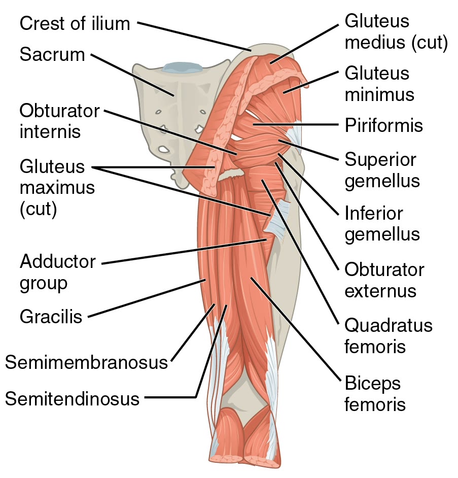Ilustração anatômica: Tendões isquiotibiais (Hamstring Tendons)