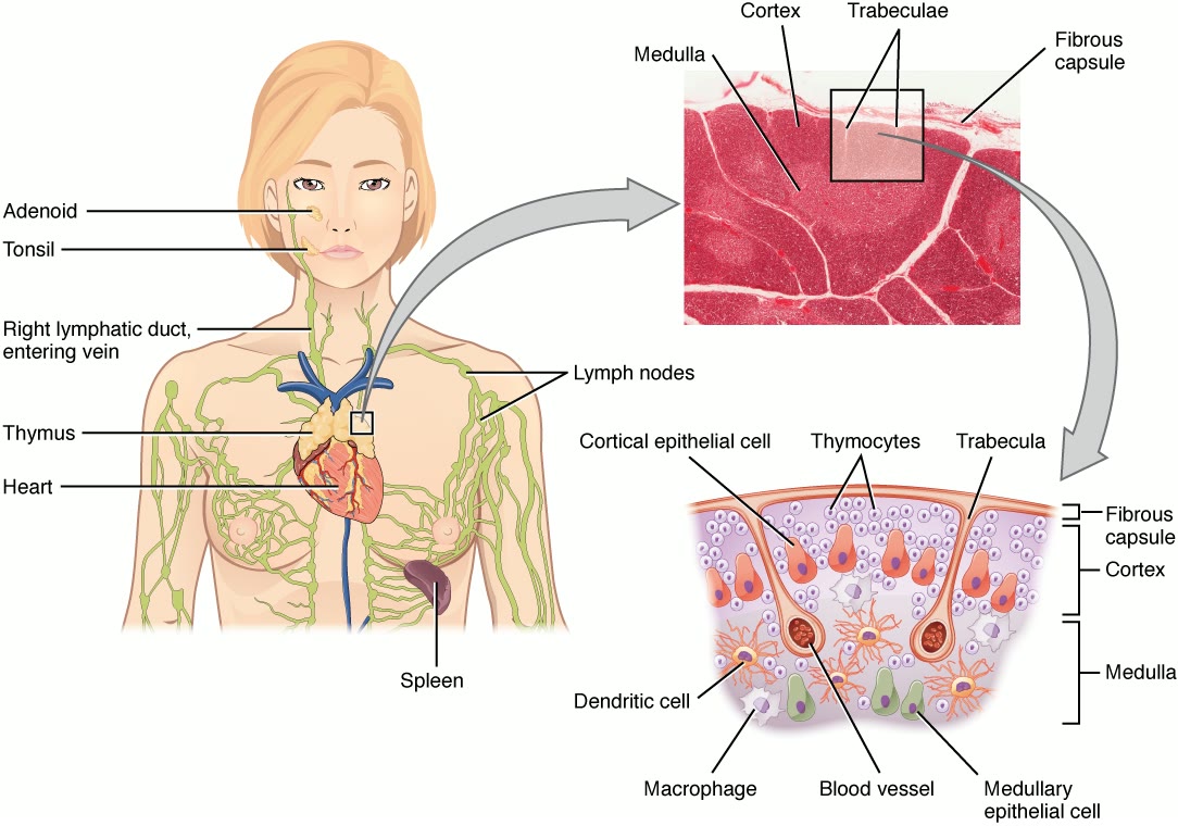 Ilustração anatômica: Timo (Thymus)