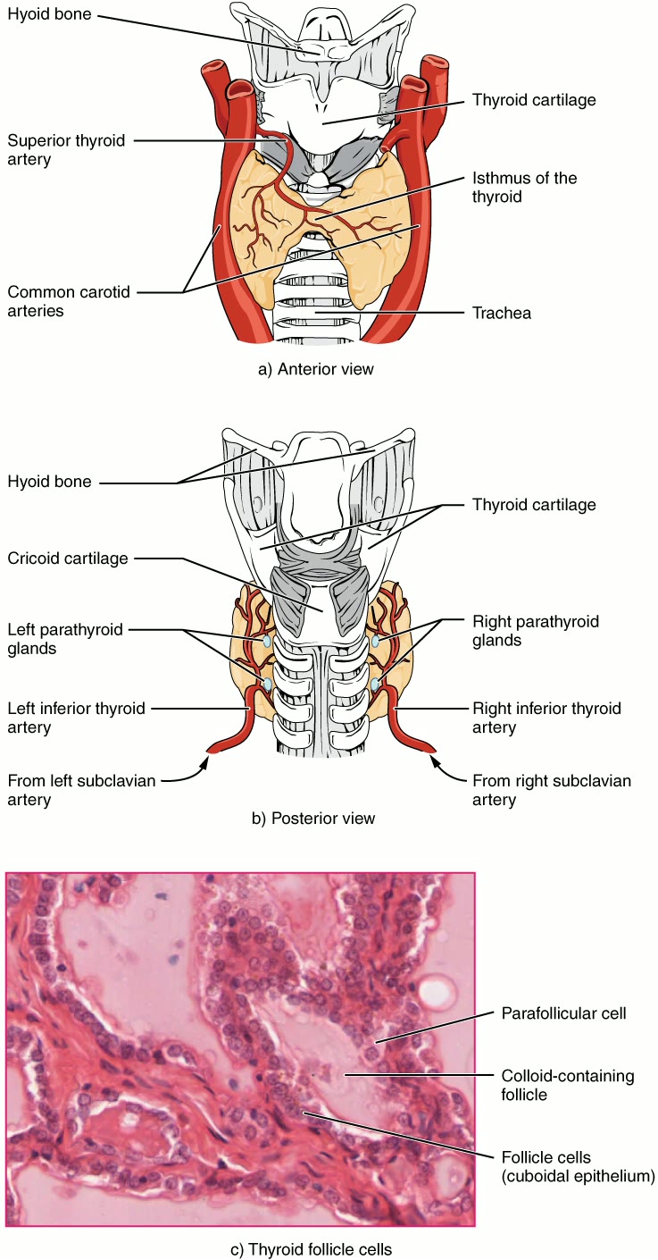 Ilustração anatômica: Tireoide (Thyroid gland)